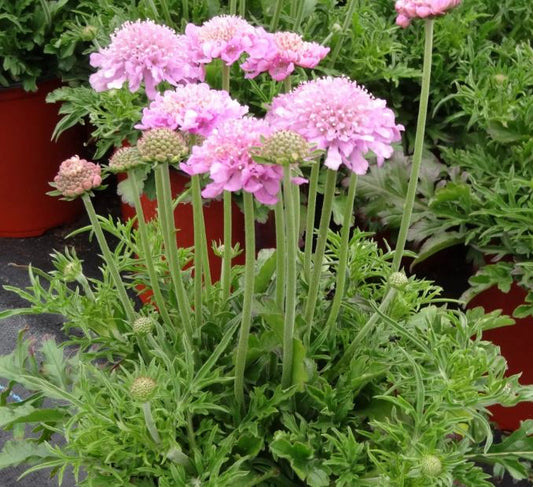 SCABIOSA PINK MIST