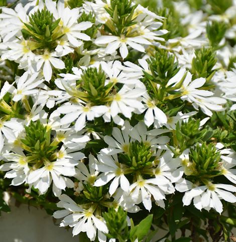 SCAEVOLA SURDIVA WHITE