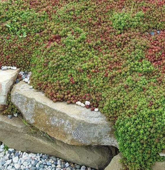 Sedum album 'Coral Carpet'