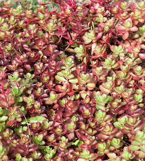 Sedum s. 'Dragon's Blood'