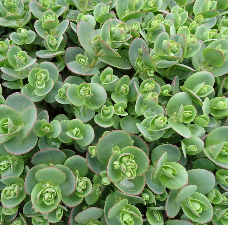 Sedum 'Lime Zinger'