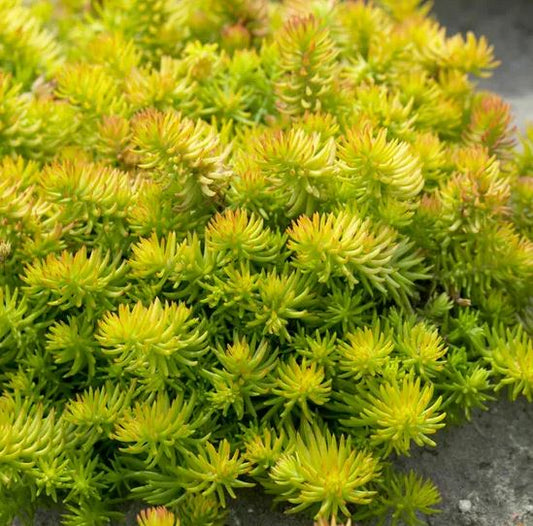 Sedum 'Angelina'