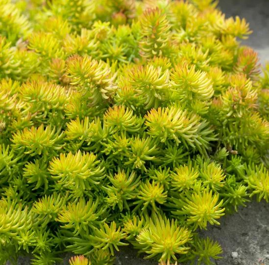 Sedum r. 'Angelina'