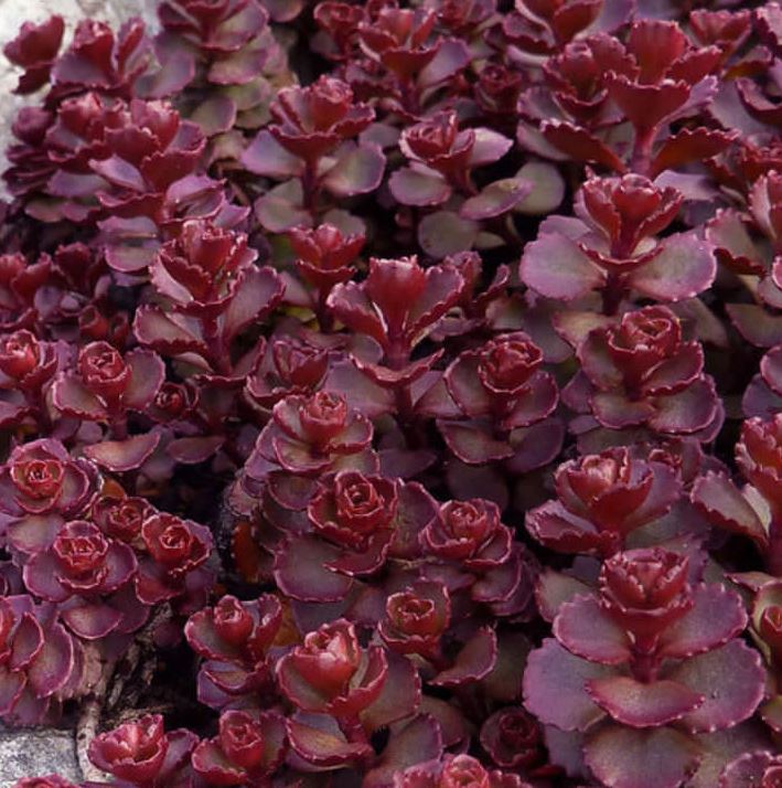 Sedum s. 'Voodoo'