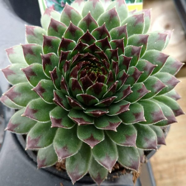 Sempervivum Chick Charms® 'Appletini™'