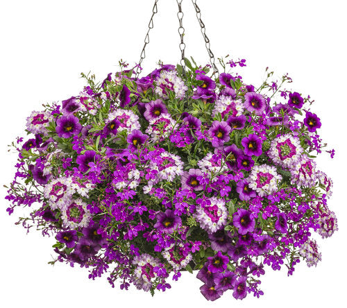 COMBO SPARKLE AND GLOW - 12" HANGING BASKET