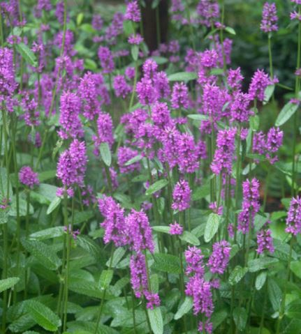 Stachys 'Hummelo'