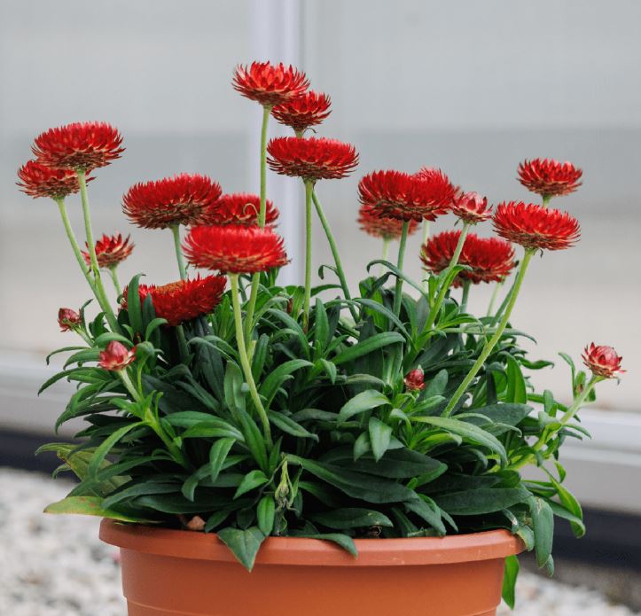 STRAWFLOWER GRANVIA CRIMSON SUN