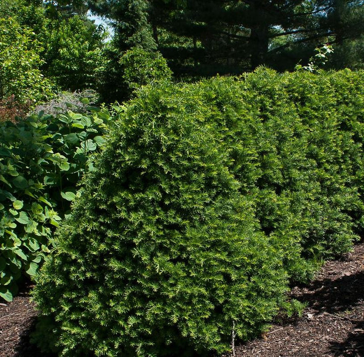 Trees & Shrubs – Page 3 – Deneweth's Garden Center