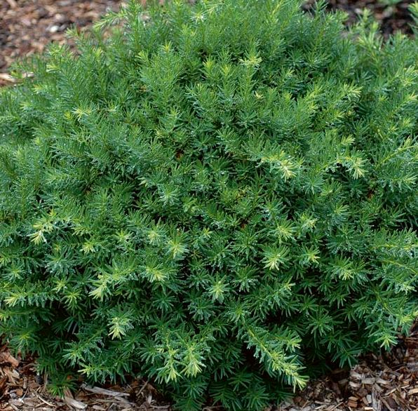 Taxus x media 'Densiformis'