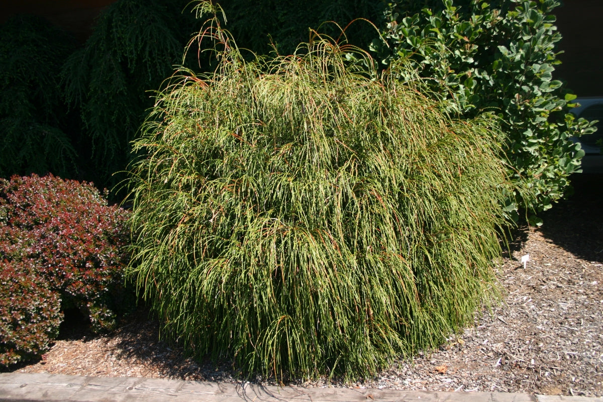 Thuja plicata 'Whipcord'