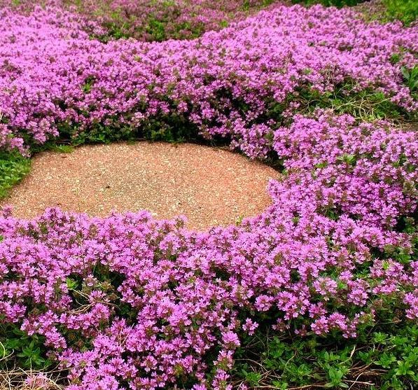 Thymus s. 'Pink Chintz'