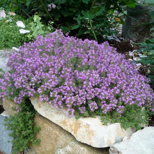 Thymus serphyllum coccineum 'Praecox'