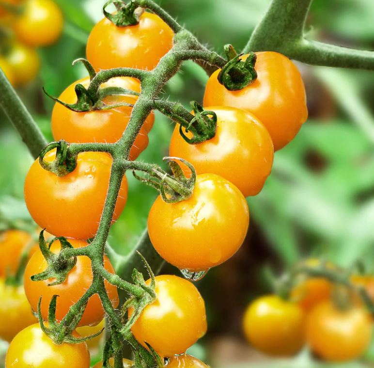 TOMATO SUNSUGAR (GOLDEN ORANGE) - 4" POT