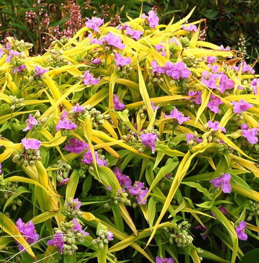 Tradescantia  'Sunshine Charm'