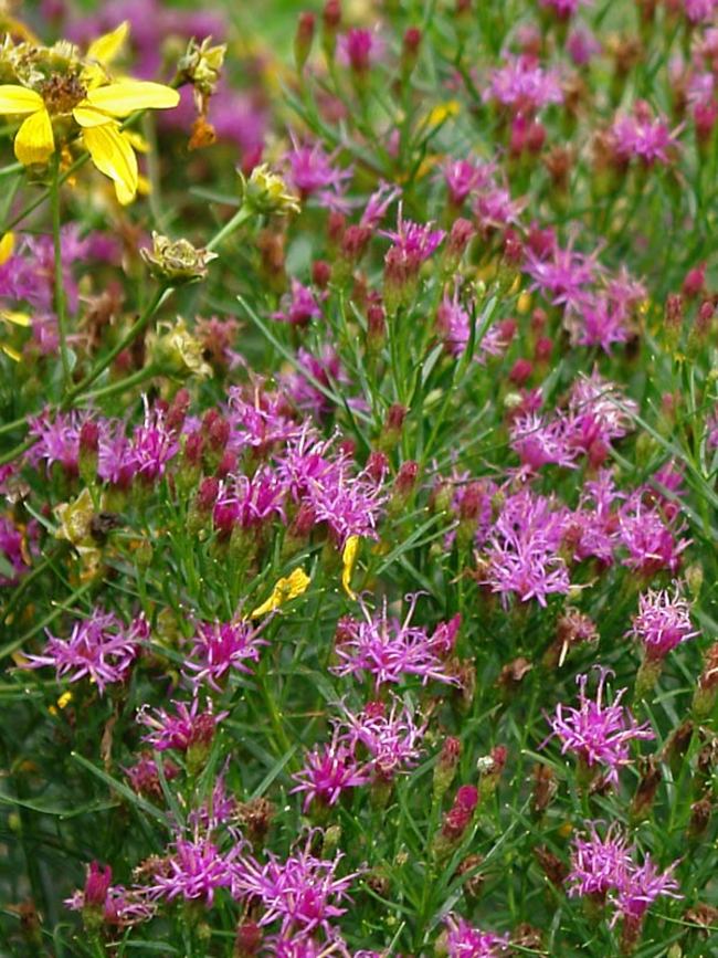 Vernonia l. 'Iron Butterfly'