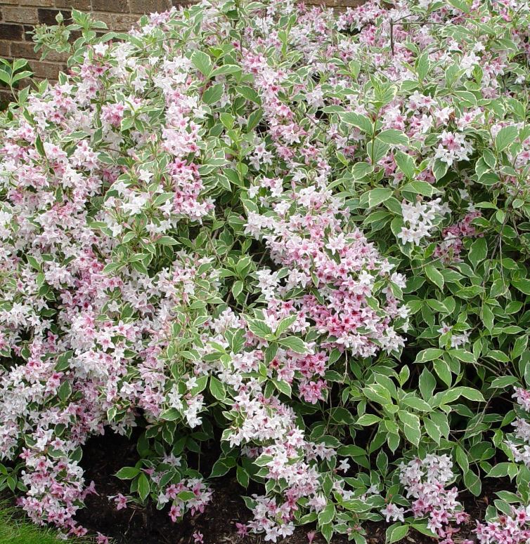 Weigela florida 'Nana Variegata'