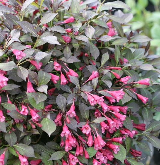 WEIGELA 'MIDNIGHT WINE SHINE'® PW