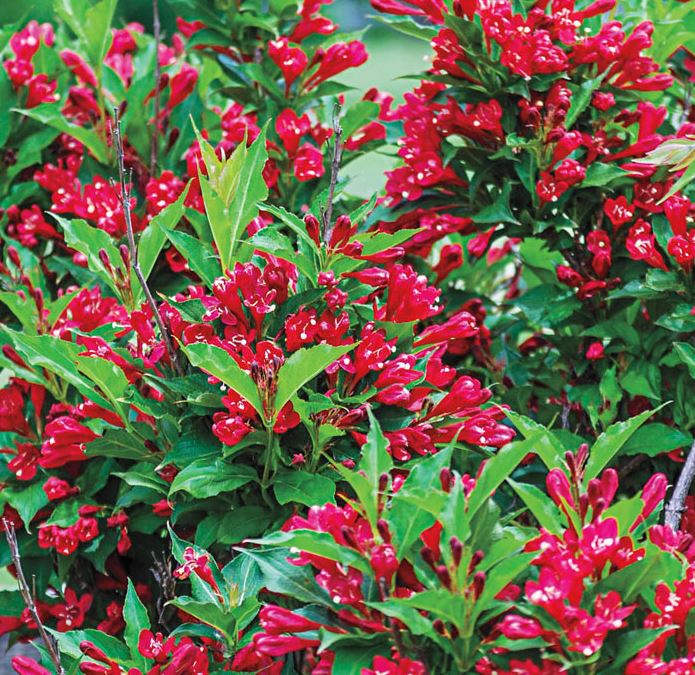 Weigela 'Red Prince'