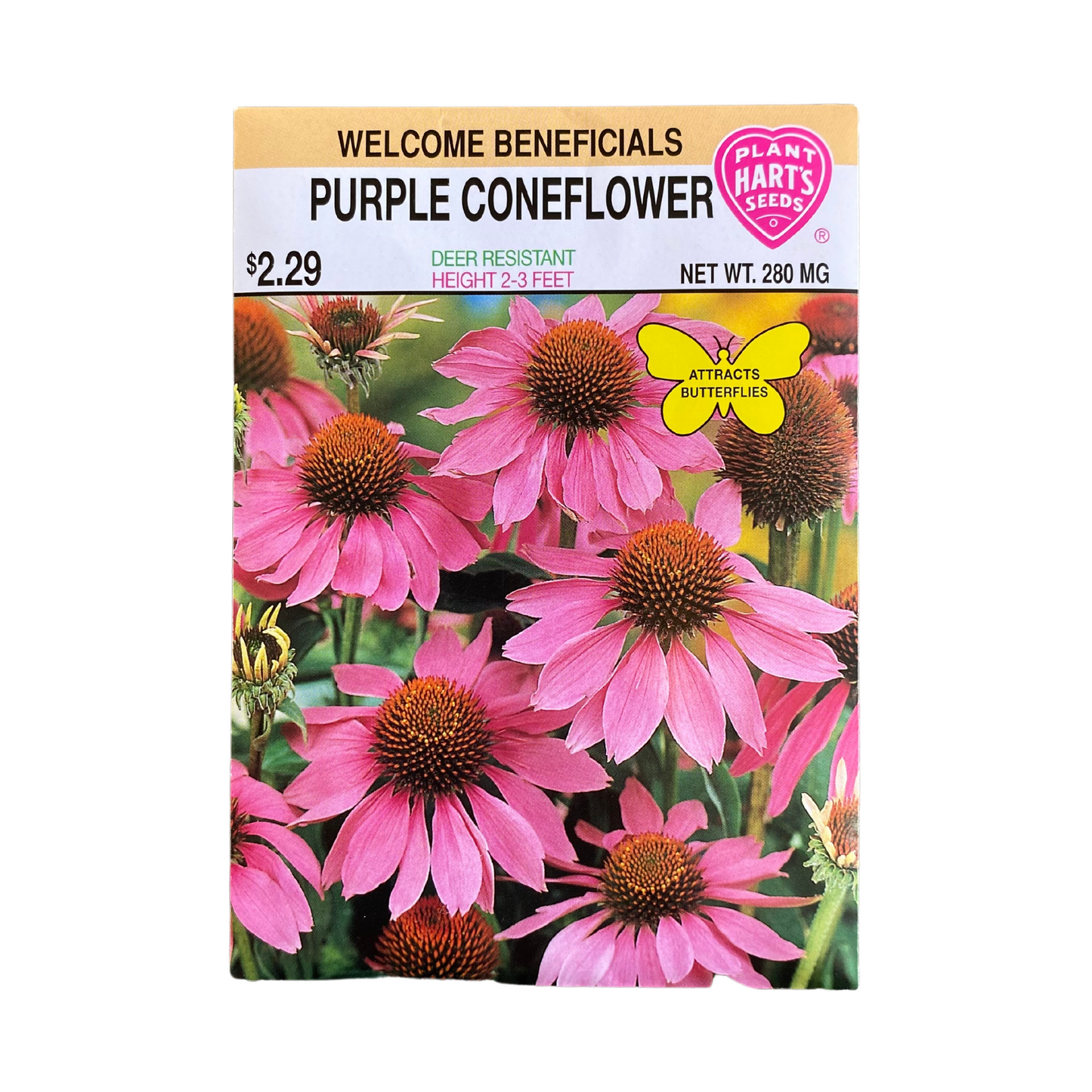 Coneflower Purple
