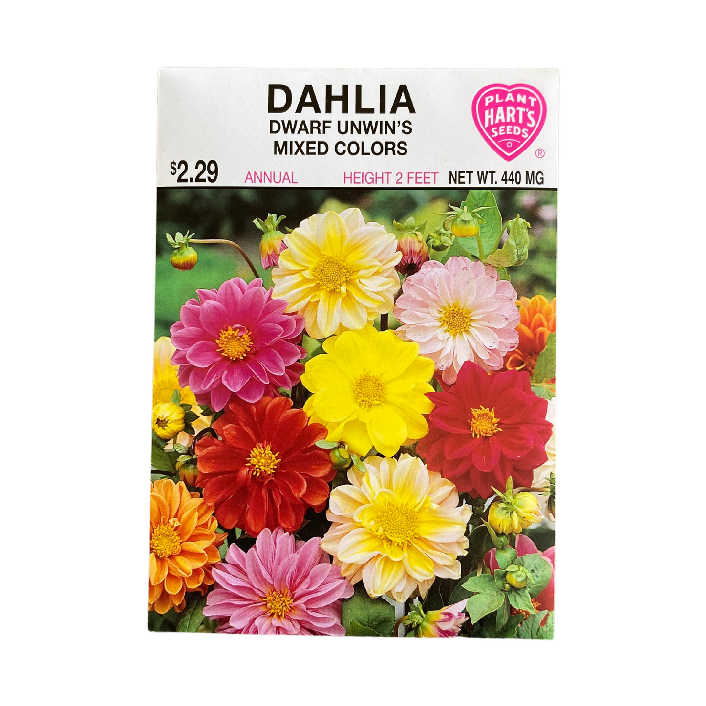 Dahlia Dwarf Unwins