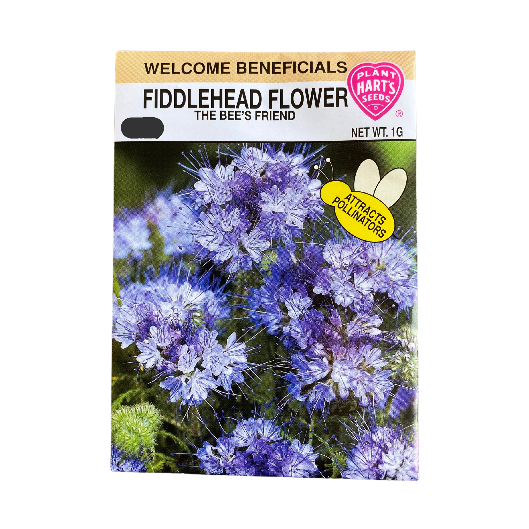 Fiddlehead Flower (Bee's Friend) – Deneweth's Garden Center