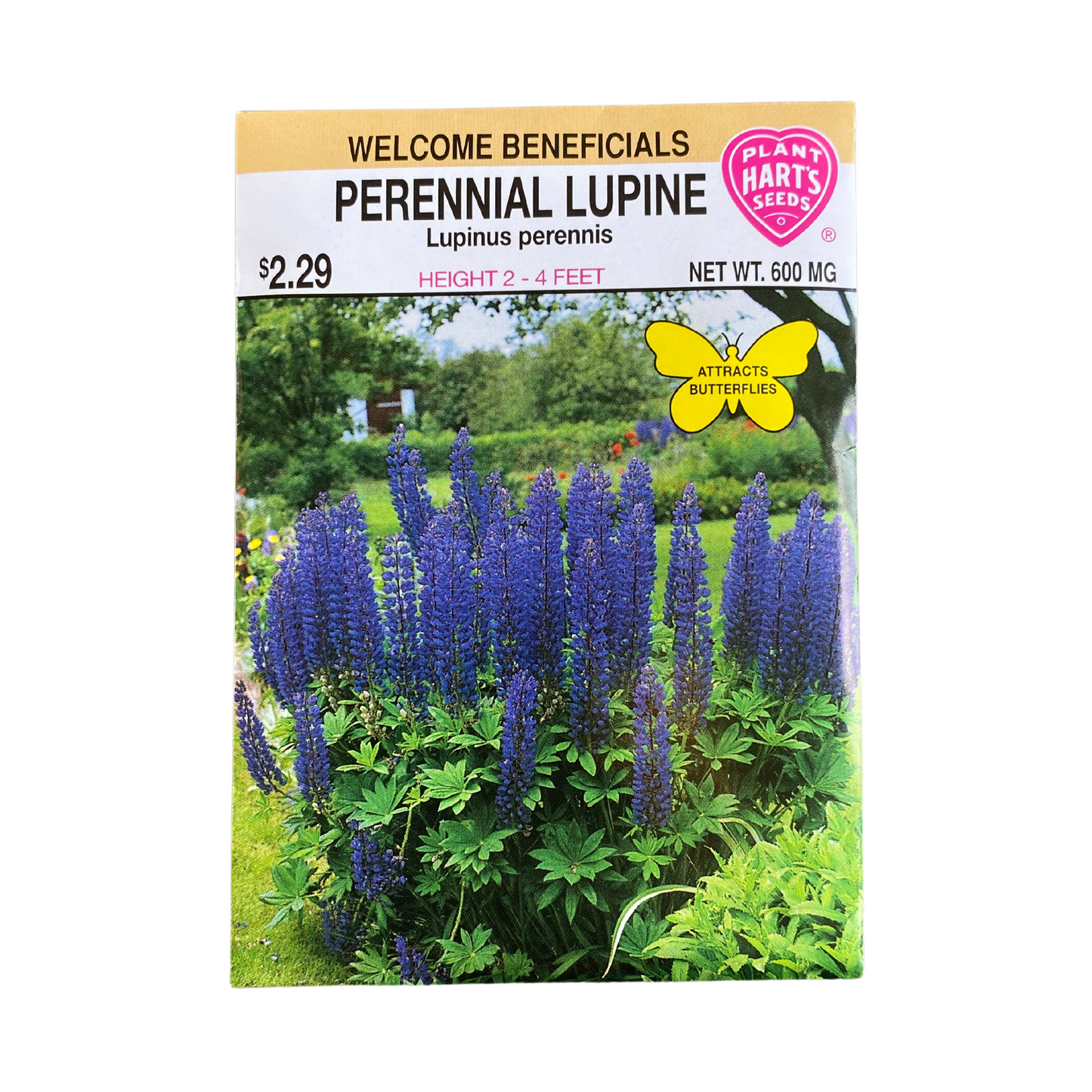 Lupine Perennial