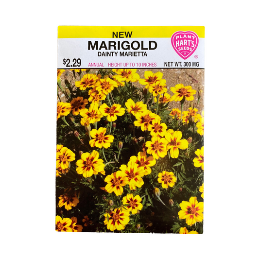 Marigold Dainty Marietta