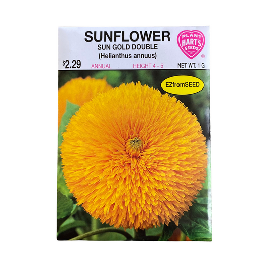Sunflower Sun Gold