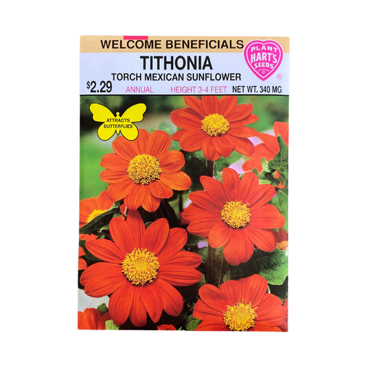 Tithonia Torch Mexican Sunflower