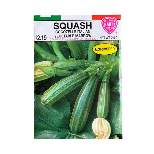 Squash Cocozelle