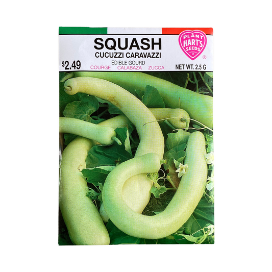 Squash Cucuzzi Caravazzi