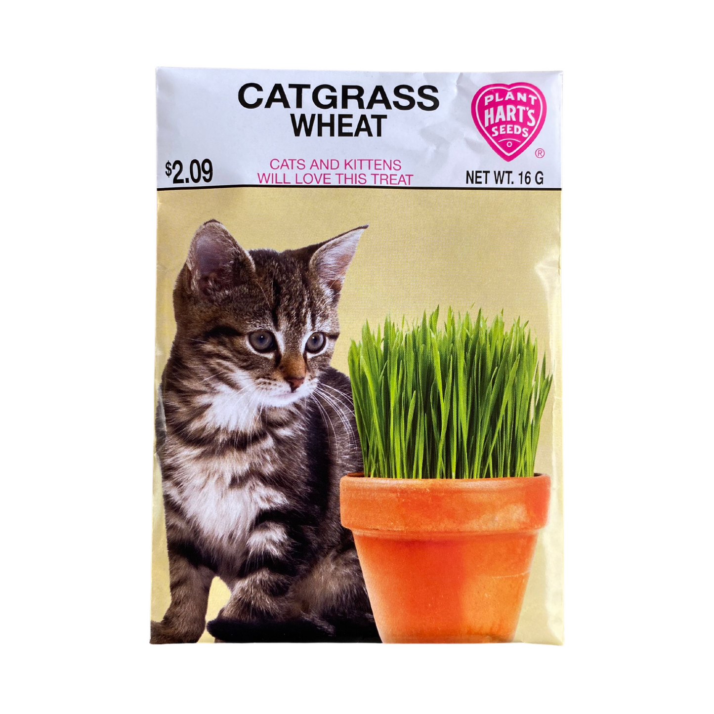 Catgrass