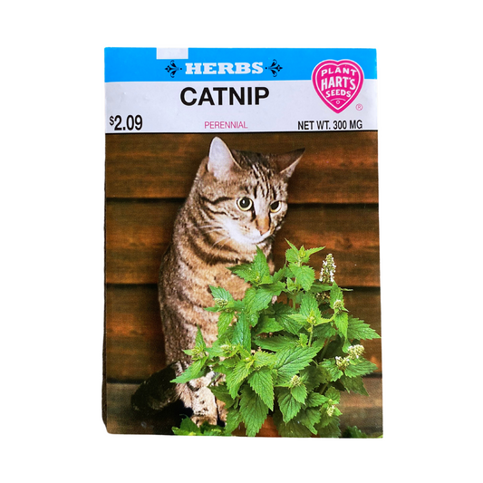 Herb Catnip