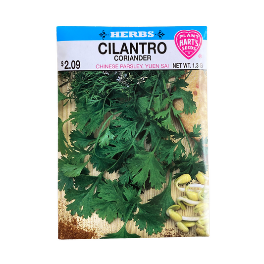 Herb Cilantro