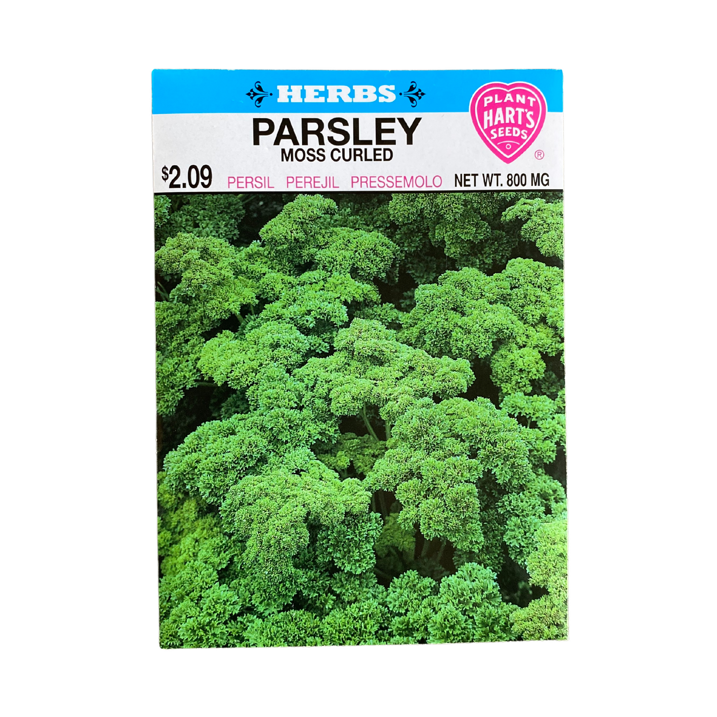 Herb Parsley Moss Curled