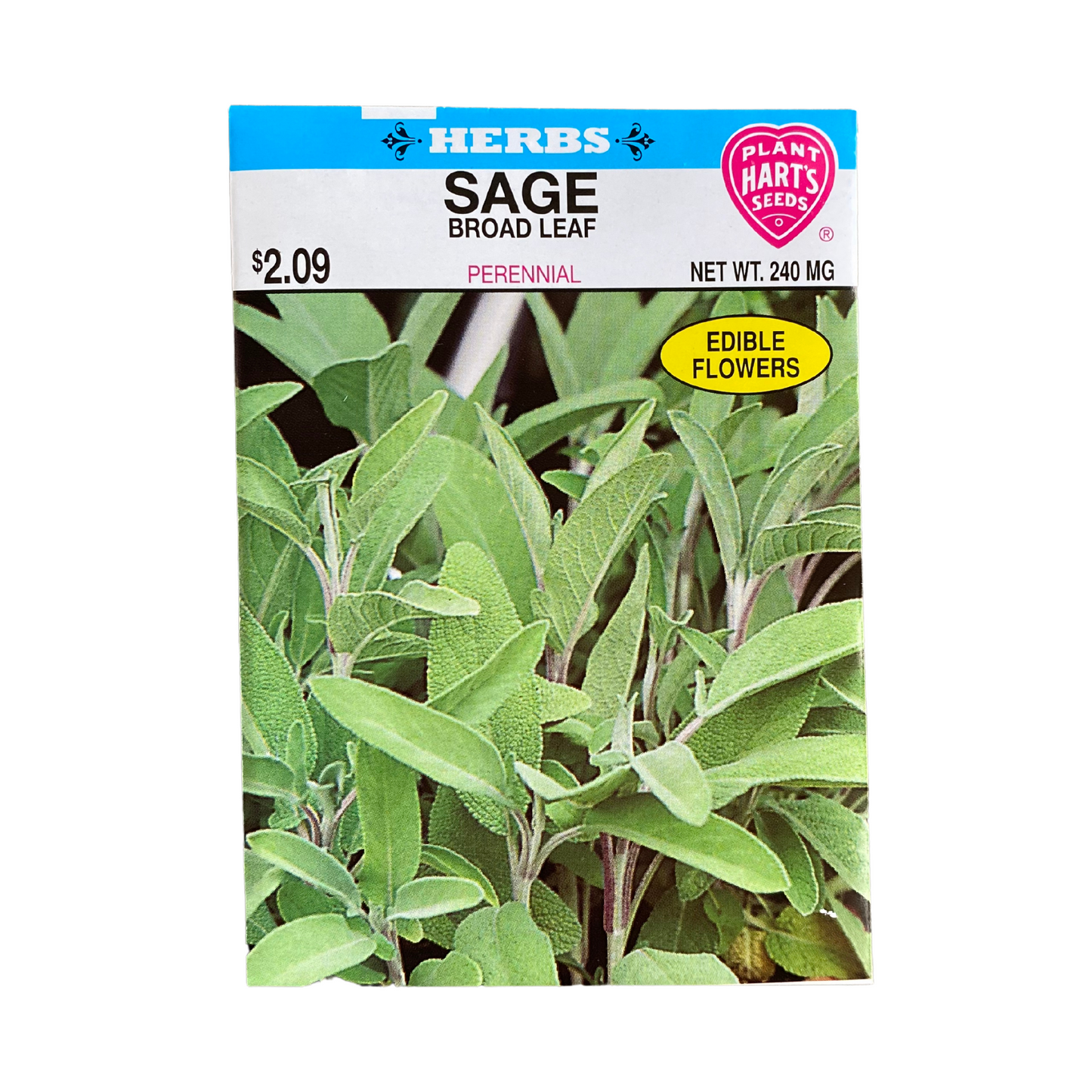 Herb Sage Broad Leaf