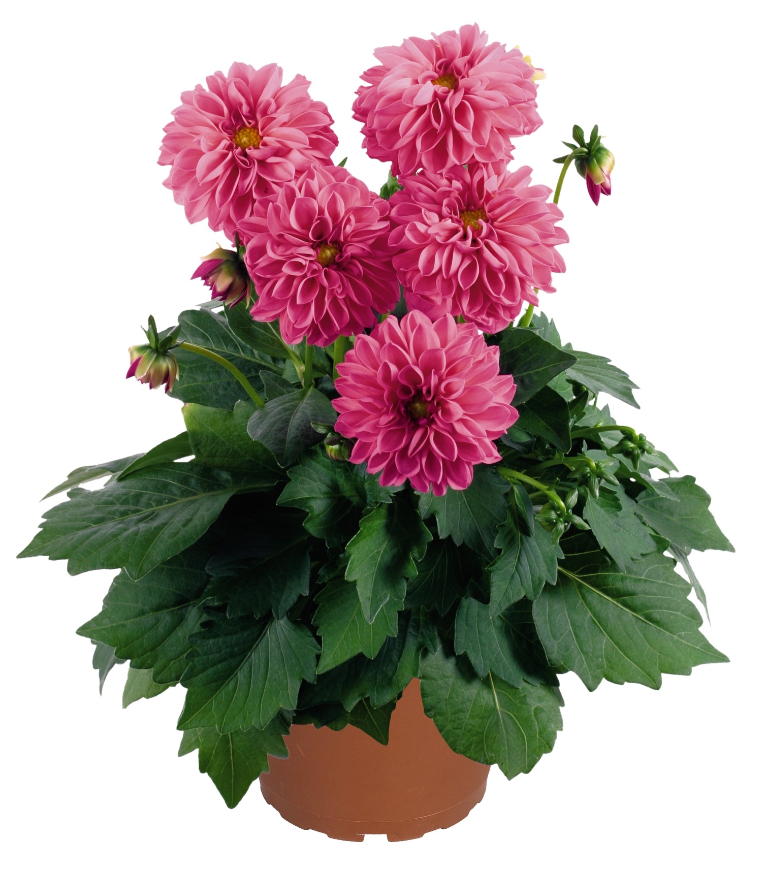 DAHLIA DAHLINOVA LISA DARK PINK