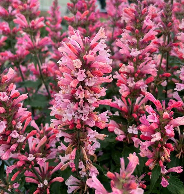 AGASTACHE POQUITO LAVENDER