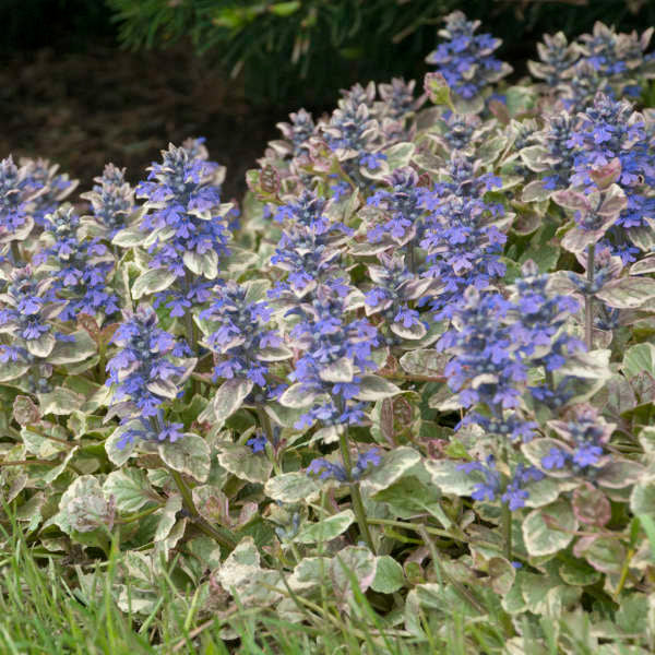 Ajuga 'Burgundy Glow'