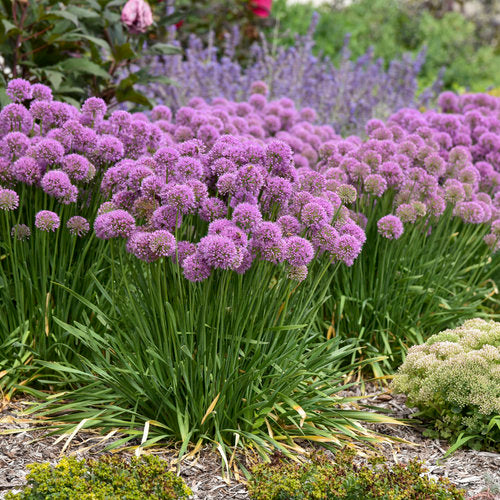 Allium 'Serendipity'