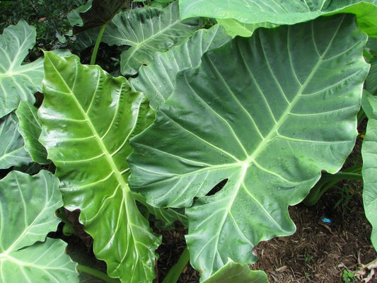 ALOCASIA 'MAYAN MASK'
