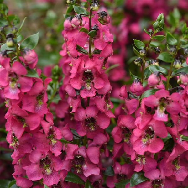 ANGELONIA SERENITA ROSE