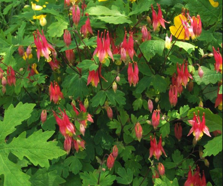 Aquilegia can. 'Little Lanterns'