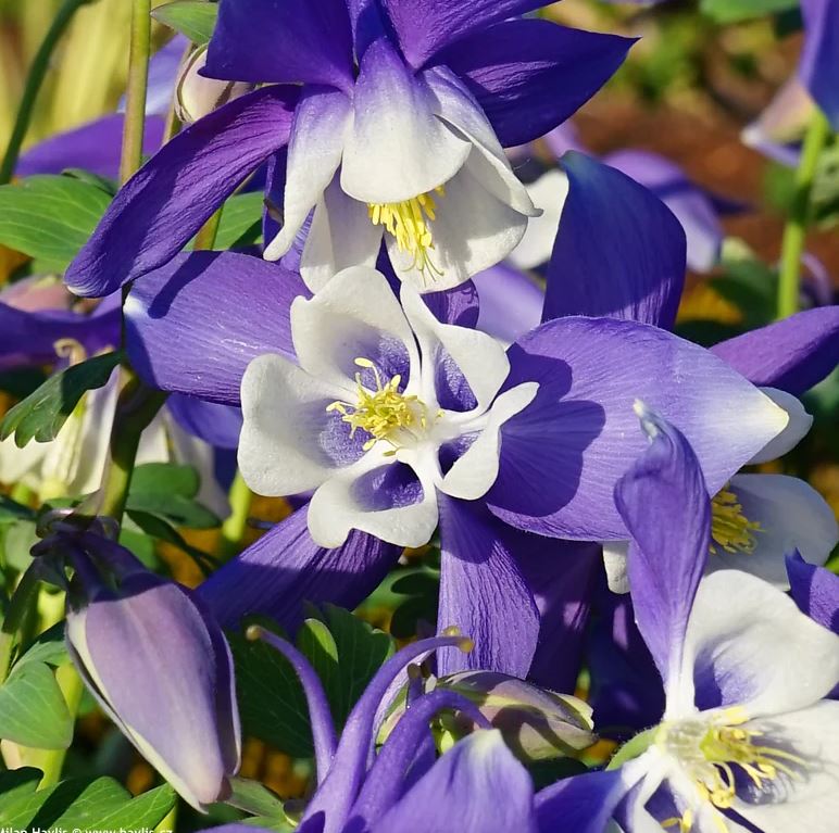 AQUILEGIA SPRING MAGIC BLUE AND WHITE