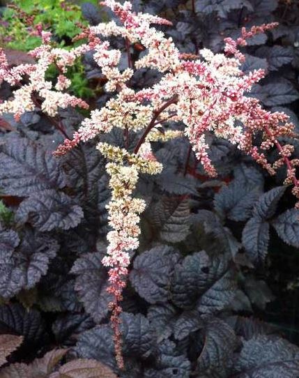 Astilbe 'Chocolate Shogun'