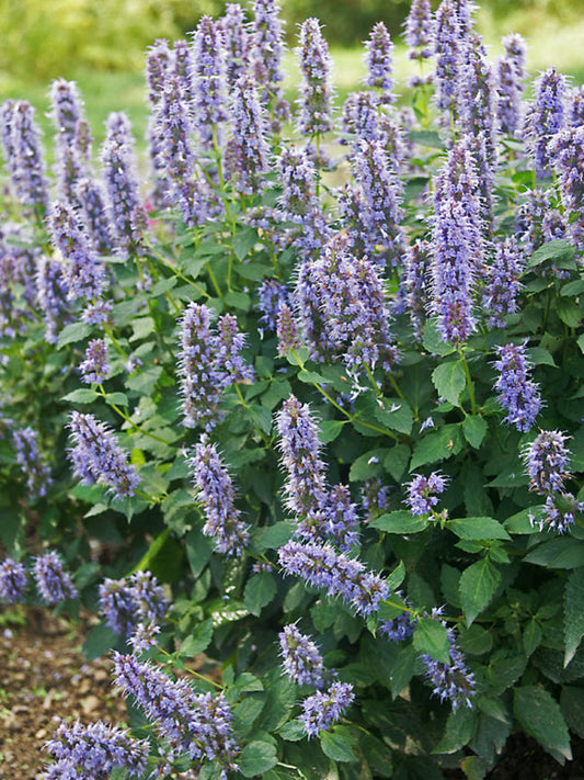 Agastache 'Blue Fortune'