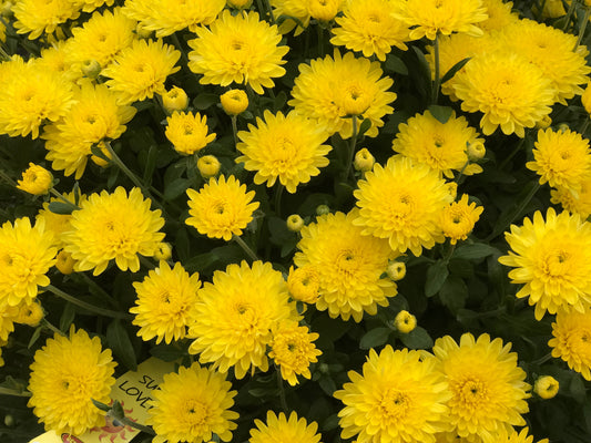 GARDEN MUMS AMIKO YELLOW - 10'' POT