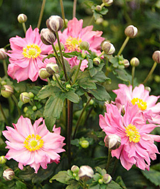 Anemone 'Pocahontas'
