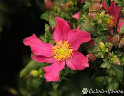 Anemone 'Red Riding Hood'